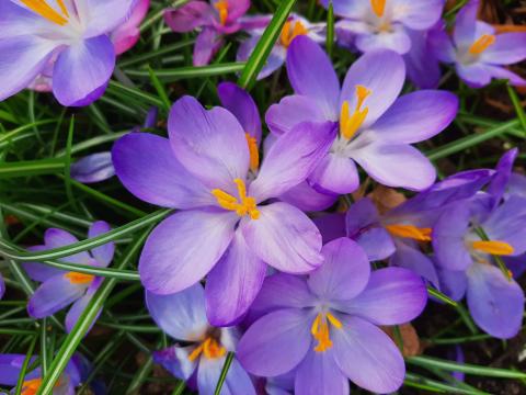 Purple crocus