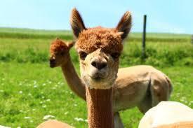 photo of an alpaca in a green field