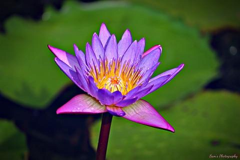 Lotus Flower