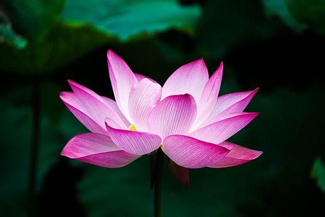purple lotus flower