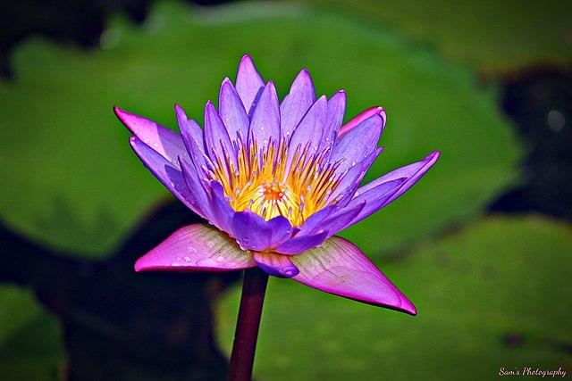 Lotus flower
