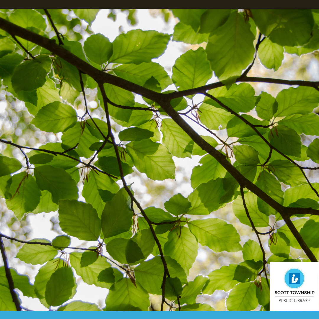 tree branches and leaves